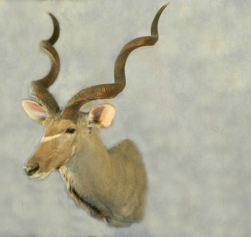 Greater kudu game head shoulder mount; Africa