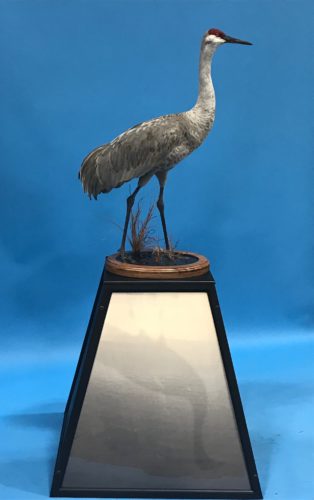 Sandhill Crane Mount Best In World