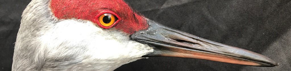 Sandhill Crane Mount - Best in World