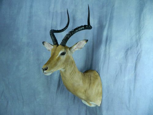 African impala shoulder mount; South Africa