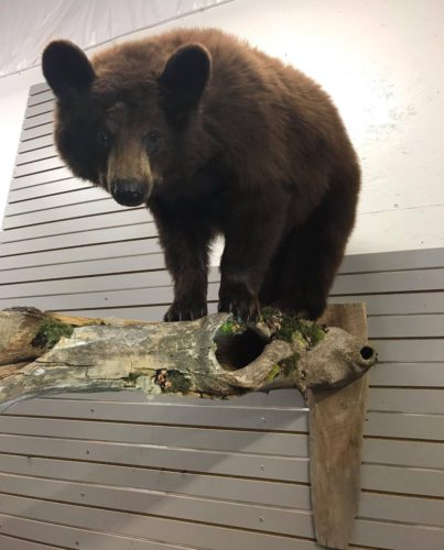 Chocolate Phase Black Bear Life Size Wall Mount - Manitoba