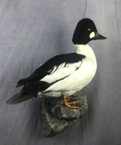 Common Goldeneye Wall Mount South Dakota