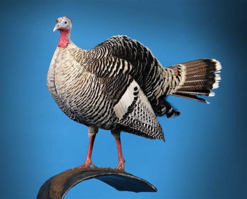 North American Champion Hen Turkey Mount Half-Strut Central South Dakota