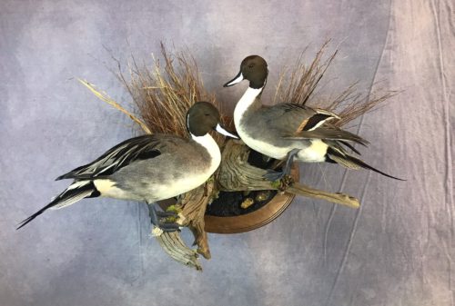 Northern Pintail Double Wall Mount Nebraska