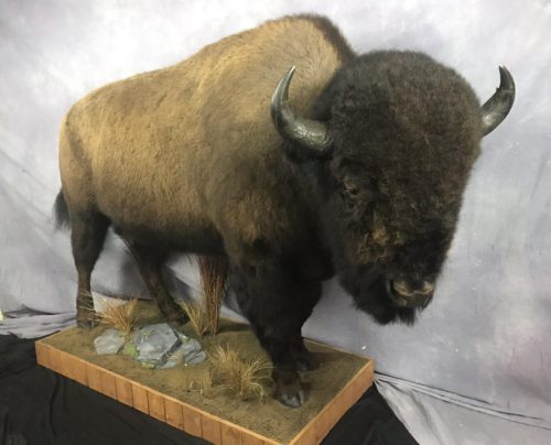 Bison Lifesize Mount